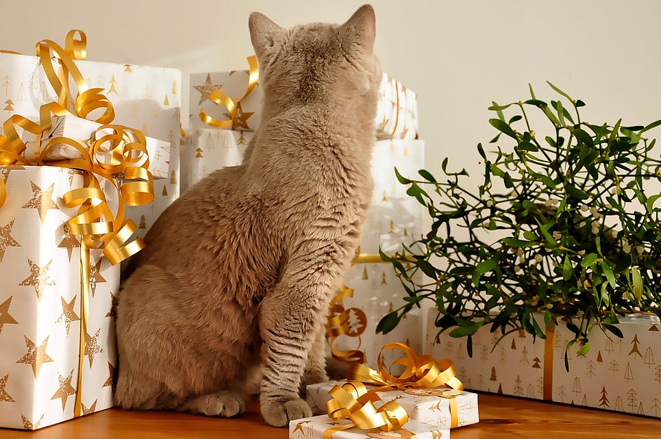 An Weihnachten gibt es für Willy frische Leber; All you can eat!