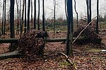 Sturm im Lahnsteiner Wald: Betreten zu gefährlich