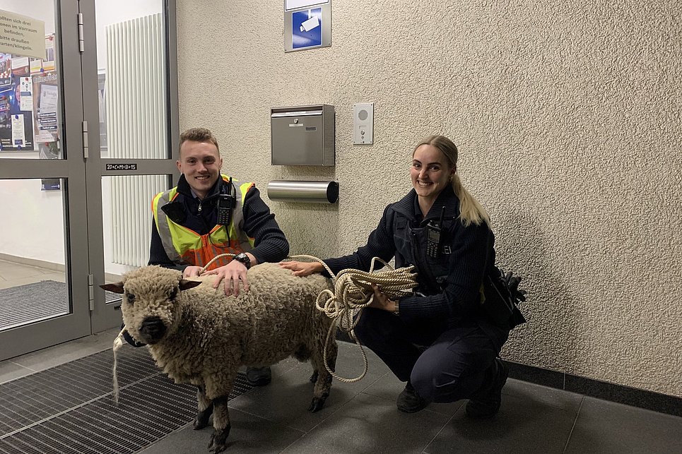 Flüchtiges Schaf nächtigt bei der Polizei Betzdorf