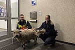 Flüchtiges Schaf nächtigt bei der Polizei Betzdorf