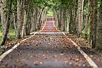 Symbolbild Straße Herbst