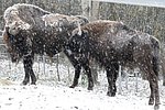 Zoo Neuwied: Neues Tier seltener Bison-Art