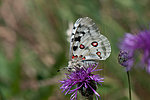 Mosel-Apollofalter zum Schmetterling des Jahres 2024 gekürt