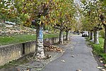 Engerser Rheinpromenade: Stadtbauamt startet Standortanalyse für 49 Platanen