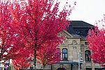 177 neue Bäume für Koblenz: Diversifizierung der städtischen Grünflächen