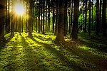 Erhöhte Waldbrandgefahr im Kreis Ahrweiler