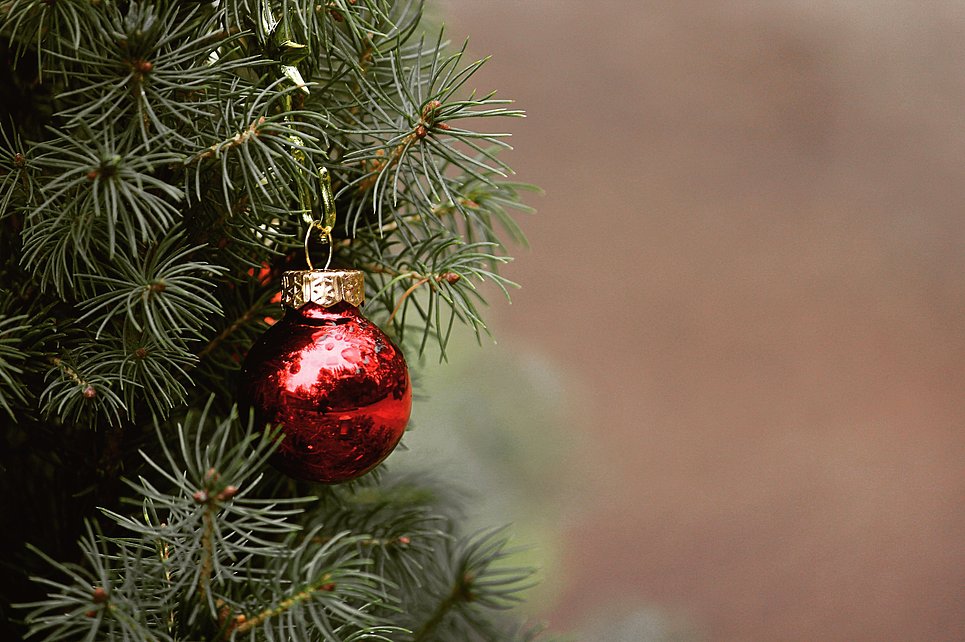 Alle Termine der Weihnachtsbaumabholung in Koblenz