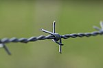 Bendorf: Gemeinsame Aktion gegen Alte Stacheldrahtzäune – Freiwillige Gesucht