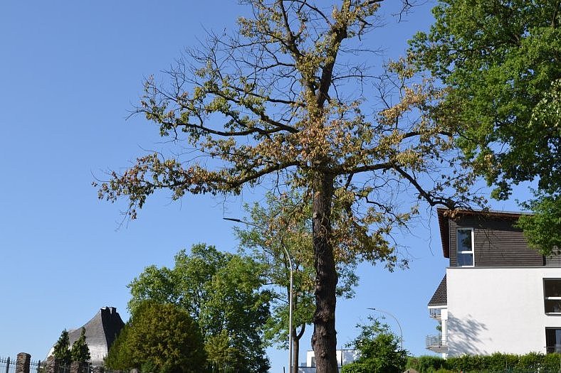 Baumsicherheit in Koblenz: Notwendige Baumfällungen beginnen in den kommenden Wochen