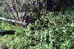 Verfolgungsjagd endet im Wald: Jugendliche mit BMW in Plaidt