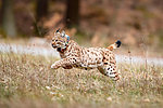 Rheinland-Pfälzisches Luchs-Projekt gewinnt europäische Naturschutzauszeichnung