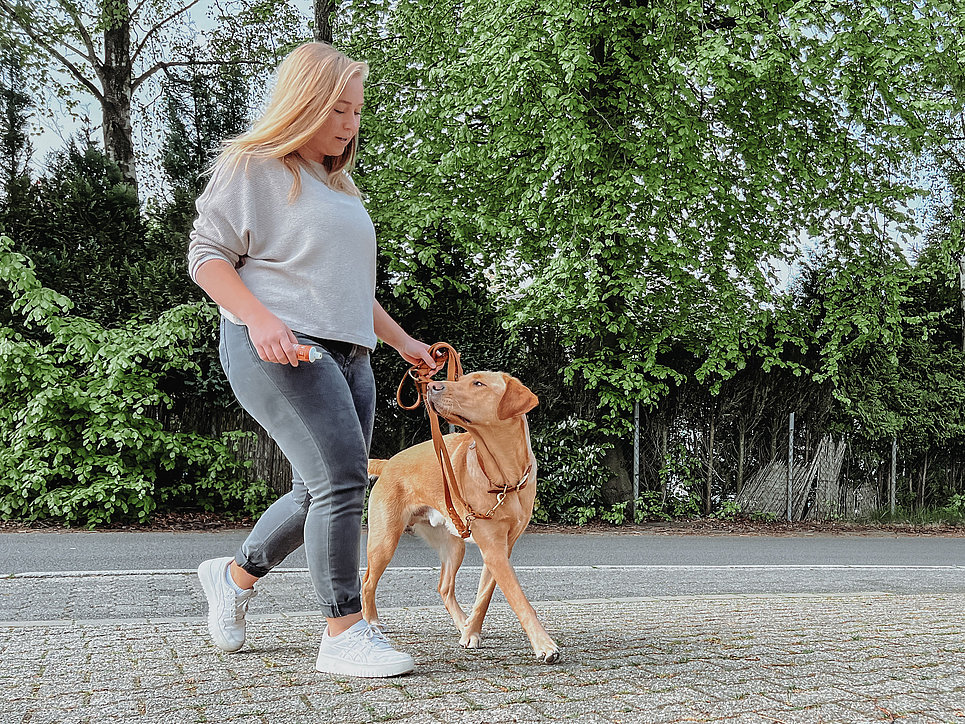 Hundetraining: Erfolgreich mit der richtigen Belohnungsstrategie