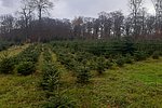 Weihnachtsbaumverkauf im Mayener Forst