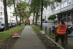 Sind die Bäume in der Südallee noch sicher?