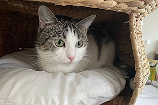 Zum nächsten Flohmarkt laden die Ehrenamtlichen der Katzenhilfe Neuwied am kommenden Samstag zwischen 9 und 15 Uhr aufs Außengelände vor dem Flohmarktlager in Neuwied ein. 