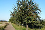 Obstbaum-Ernte Versteigerung in Bassenheim: Bis zum 4. September mitbieten