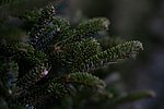 AWB Ahrweiler sammelt Weihnachtsbäume und Grünabfälle ein