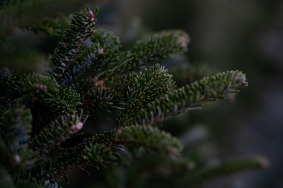 AWB Ahrweiler sammelt Weihnachtsbäume und Grünabfälle ein