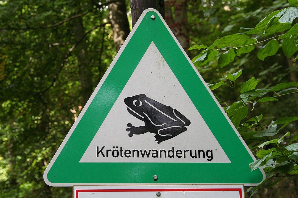 Symbolbild Krötenwanderung
