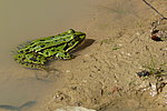 Teichfrosch Rhein-Hunsrück-Kreis