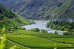 Clean River Project befreit Untermosel von 3.000 Litern Müll
