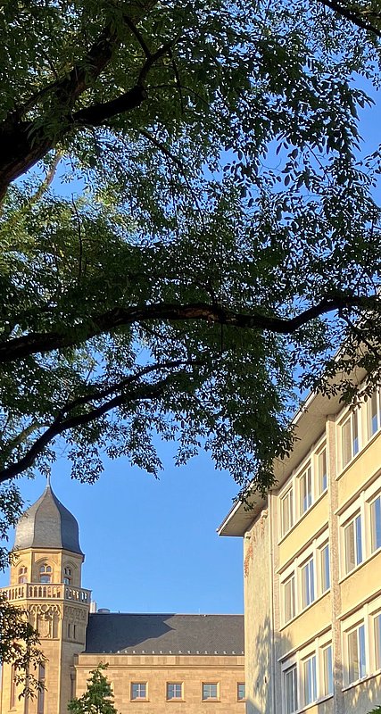 Südallee Koblenz: Einem Baum geht es an den Kragen