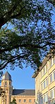 Südallee Koblenz: Einem Baum geht es an den Kragen