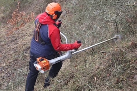 Maßnahmen zur Rettung des vom Aussterben bedrohten Mosel-Apollos eingeleitet