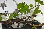 Krone Weinhoheit