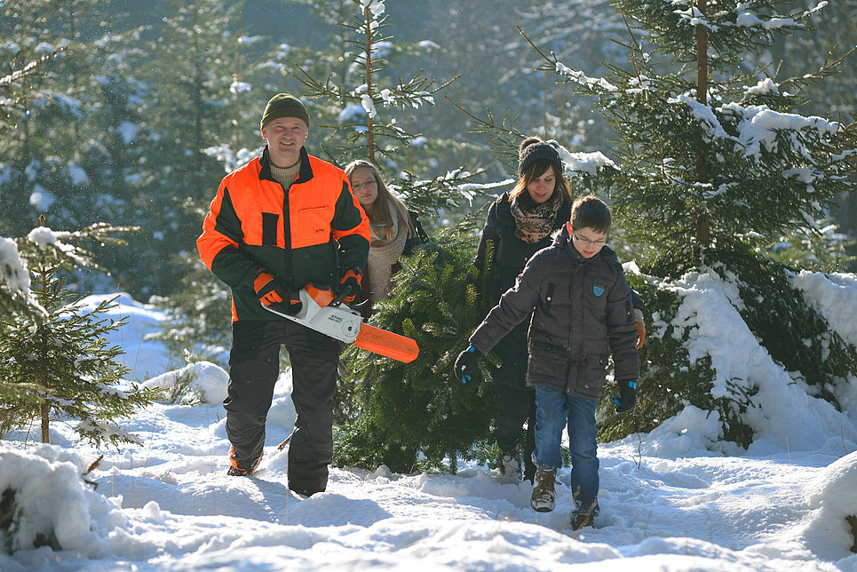 Weihnachtsbaum direkt aus dem Wald