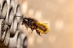 Eintauchen in die faszinierende Welt der Wildbienen: Vortrag am 15. März