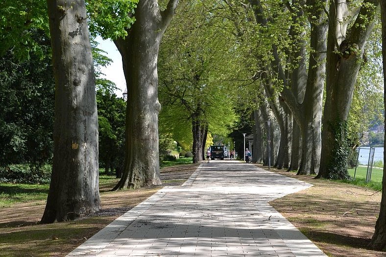 Erster Bauabschnitt abgeschlossen: Neuer Weg entlang der Platanen in den Rheinanlagen