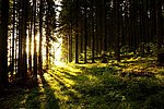 Symbolbild Wald