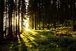Symbolbild Wald/Forst