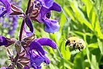 "Be(e)ats Festival in Mayen: Vorträge über Wildbienen und deren Schutz"