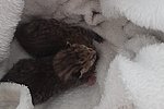 Kätzchen nach der Rettung