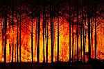 Symbolbild Waldbrand