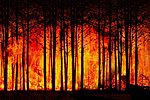 Symbolbild Waldbrand