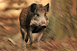 Angst vor Afrikanischer Schweinepest: Rheinland-Pfalz mahnt zur Vorsicht