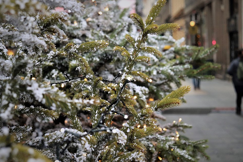 Weihnachtsbaumabfuhren im Januar und Februar in Koblenz