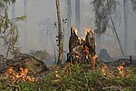 Symbolbild Waldbrand