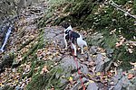 Hunde anleinen