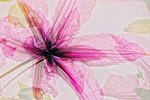 Fotoclub Andernach