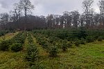 Weihnachtsbaumverkauf im Mayener Forst am dritten Adventswochenende